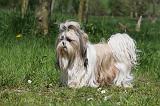 SHIH TZU 311